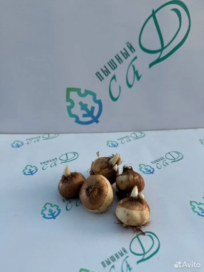 Крокус «Принц Клаус» (5 штук)